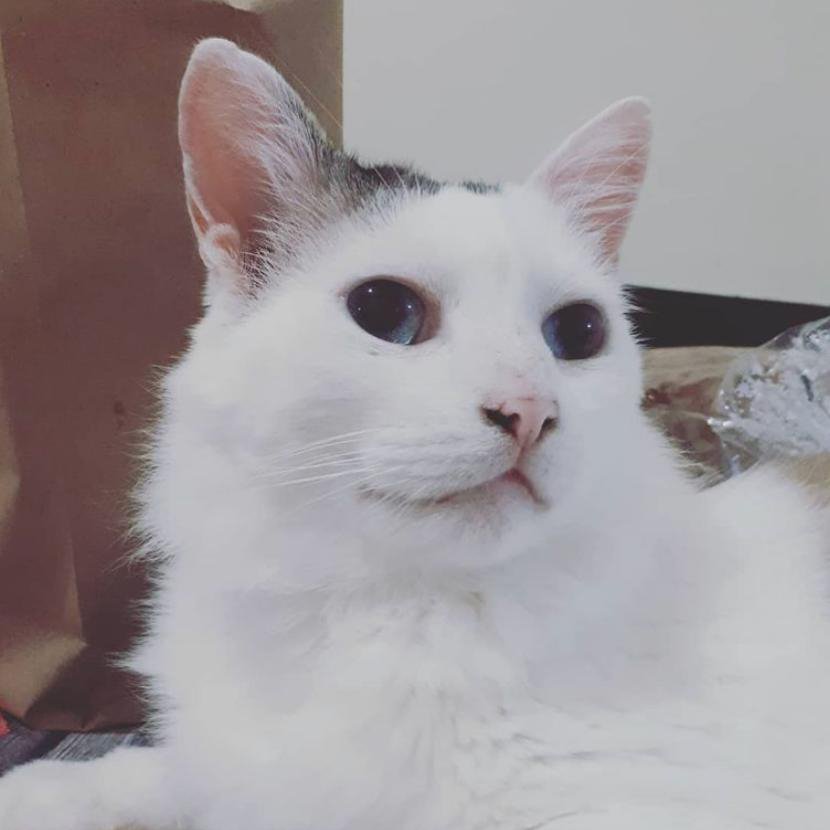 Imagem do gato Gino, cor branco e olhos azuis