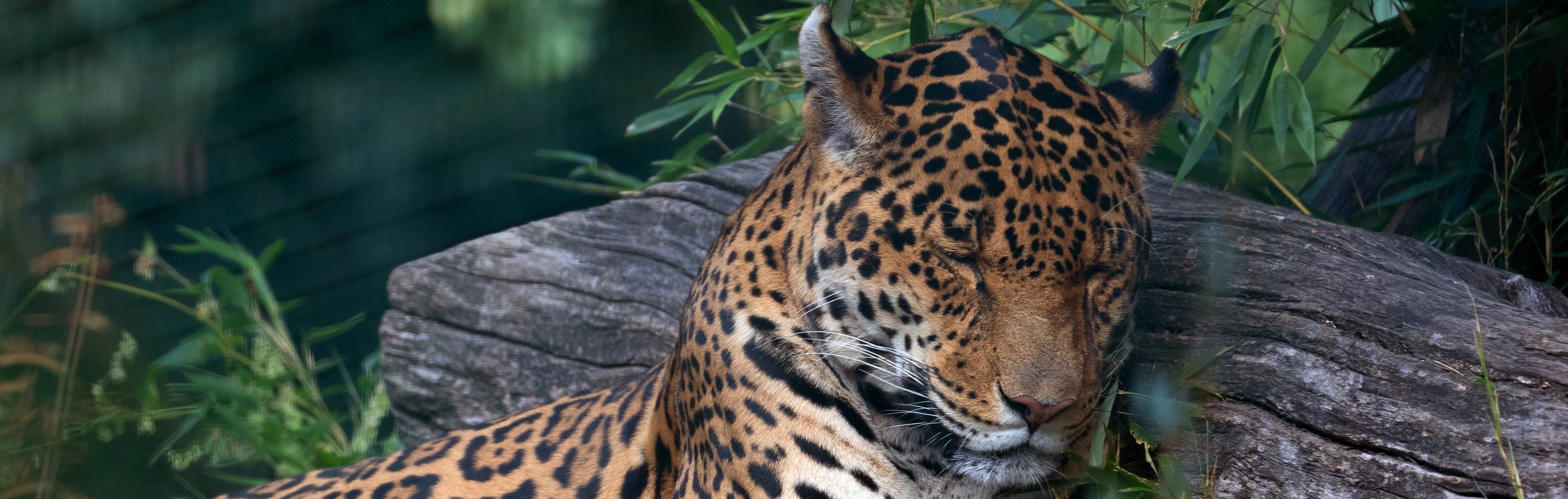 Imagem de uma onça descansando na natureza